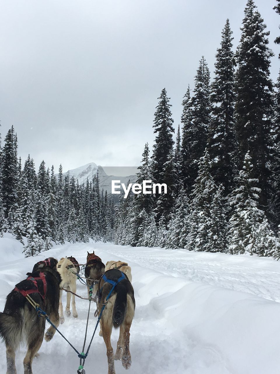 Dogs on snow field against sky