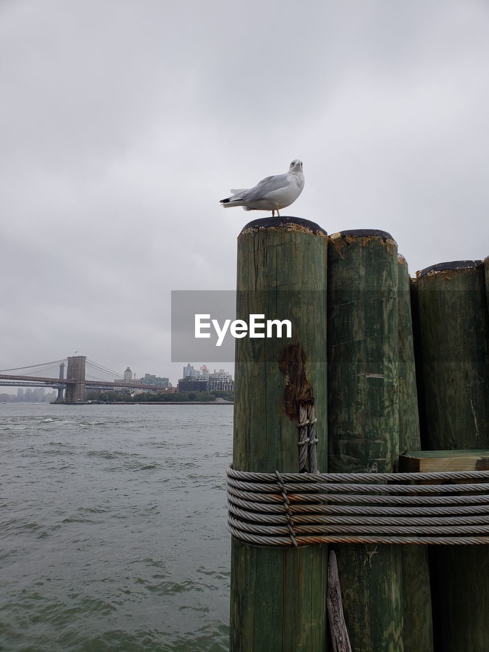 Seagull perching on wooden post