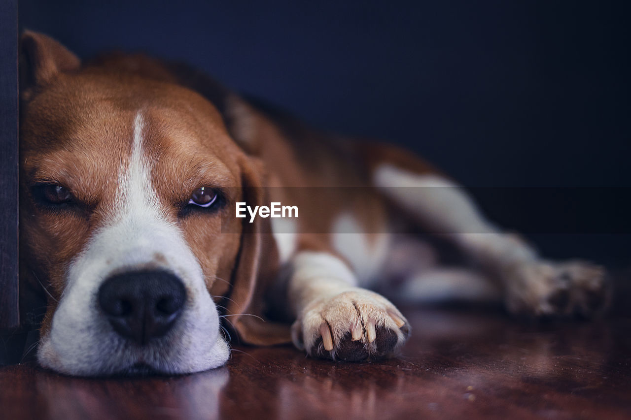 Close-up portrait of dog resting on floor