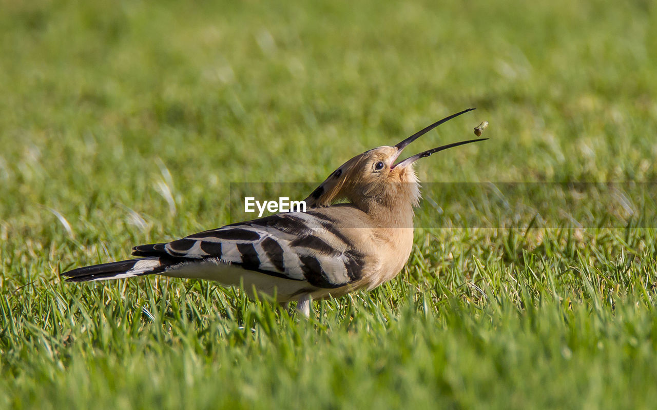 Close-up of hoopoe eating on land