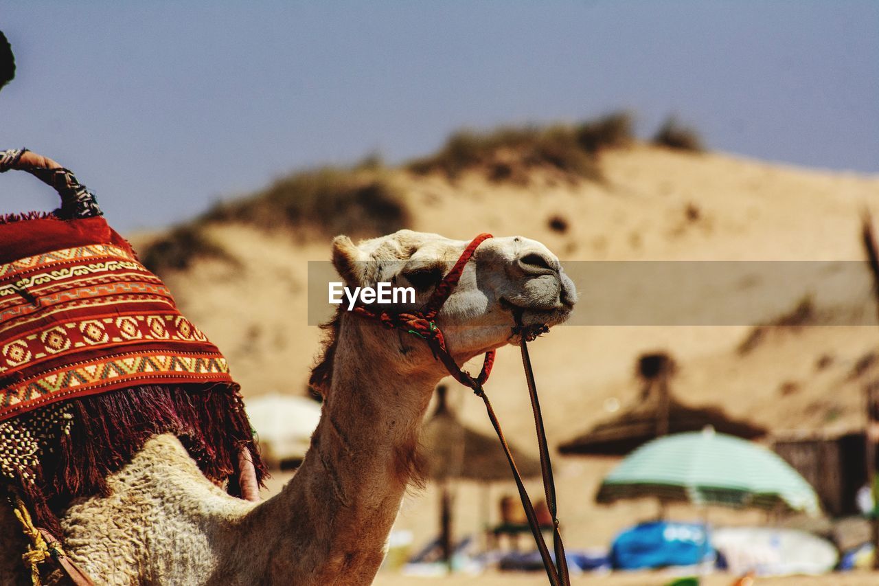 Close-up of a camel on sand