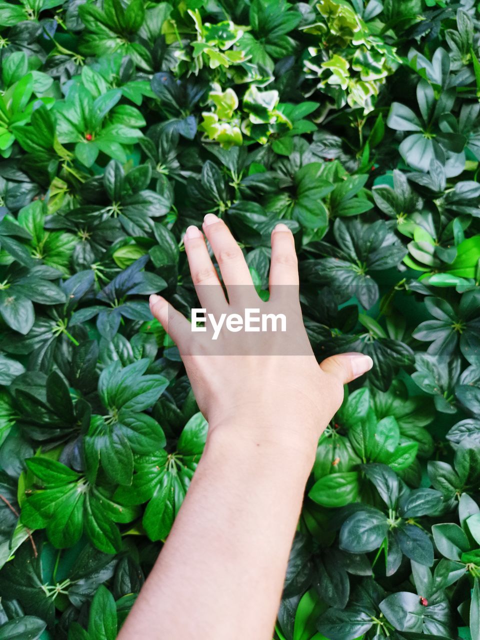 Cropped hand of person touching plants