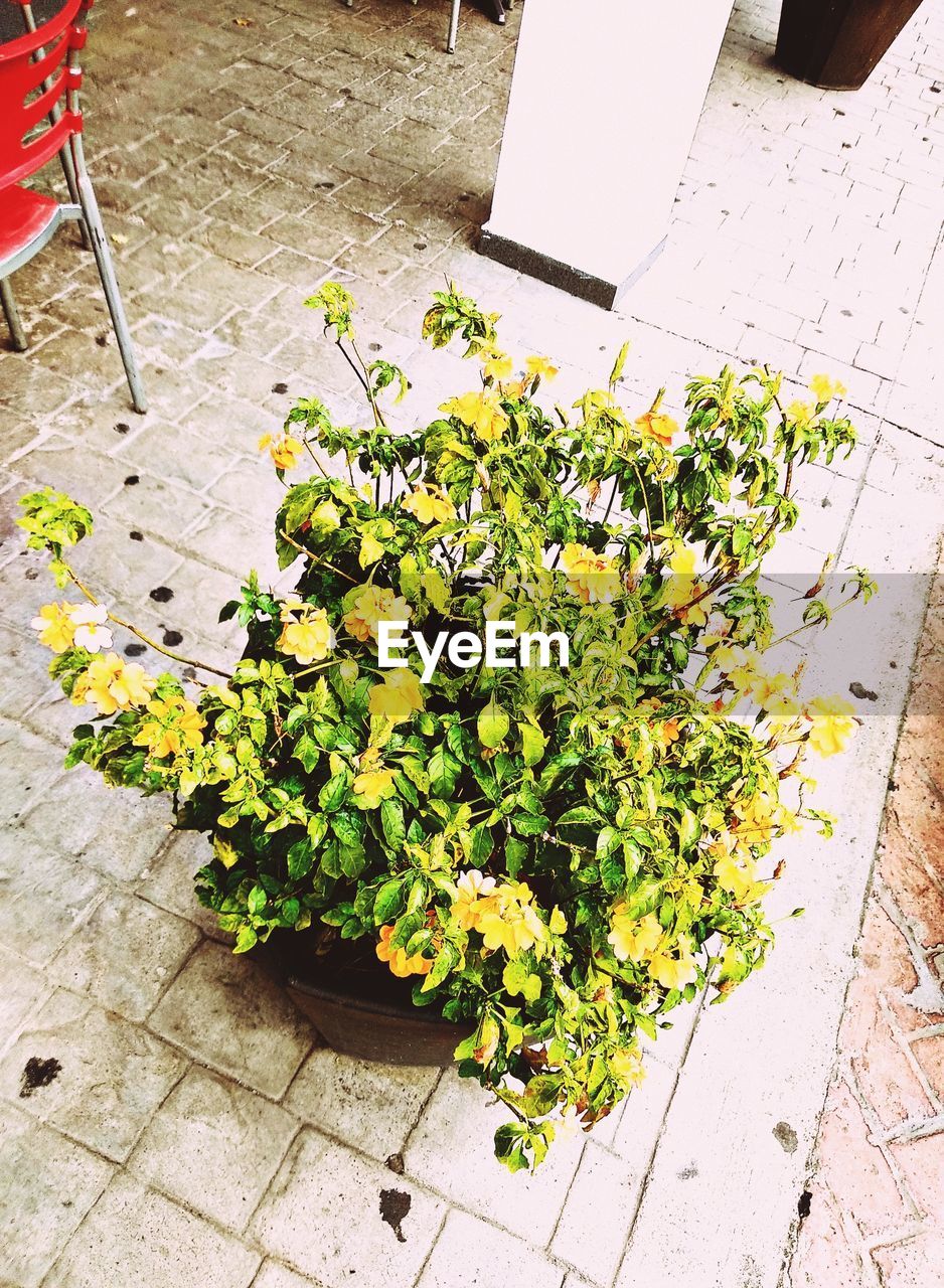 HIGH ANGLE VIEW OF POTTED PLANT ON SIDEWALK