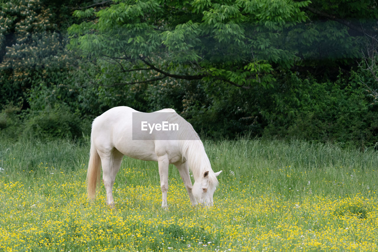 Horse standing in a field