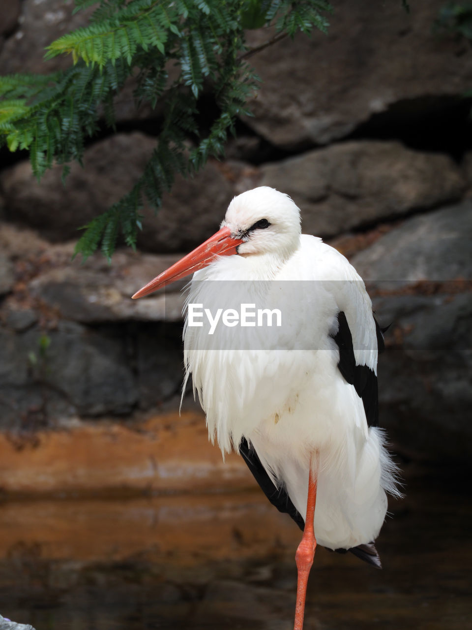 Close-up of stork perching outdoors