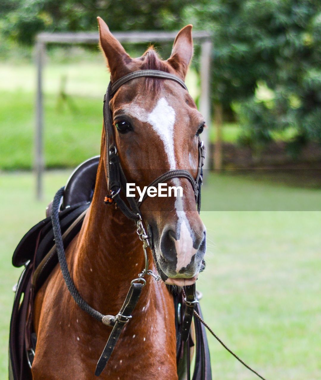 CLOSE-UP PORTRAIT OF HORSE ON GROUND