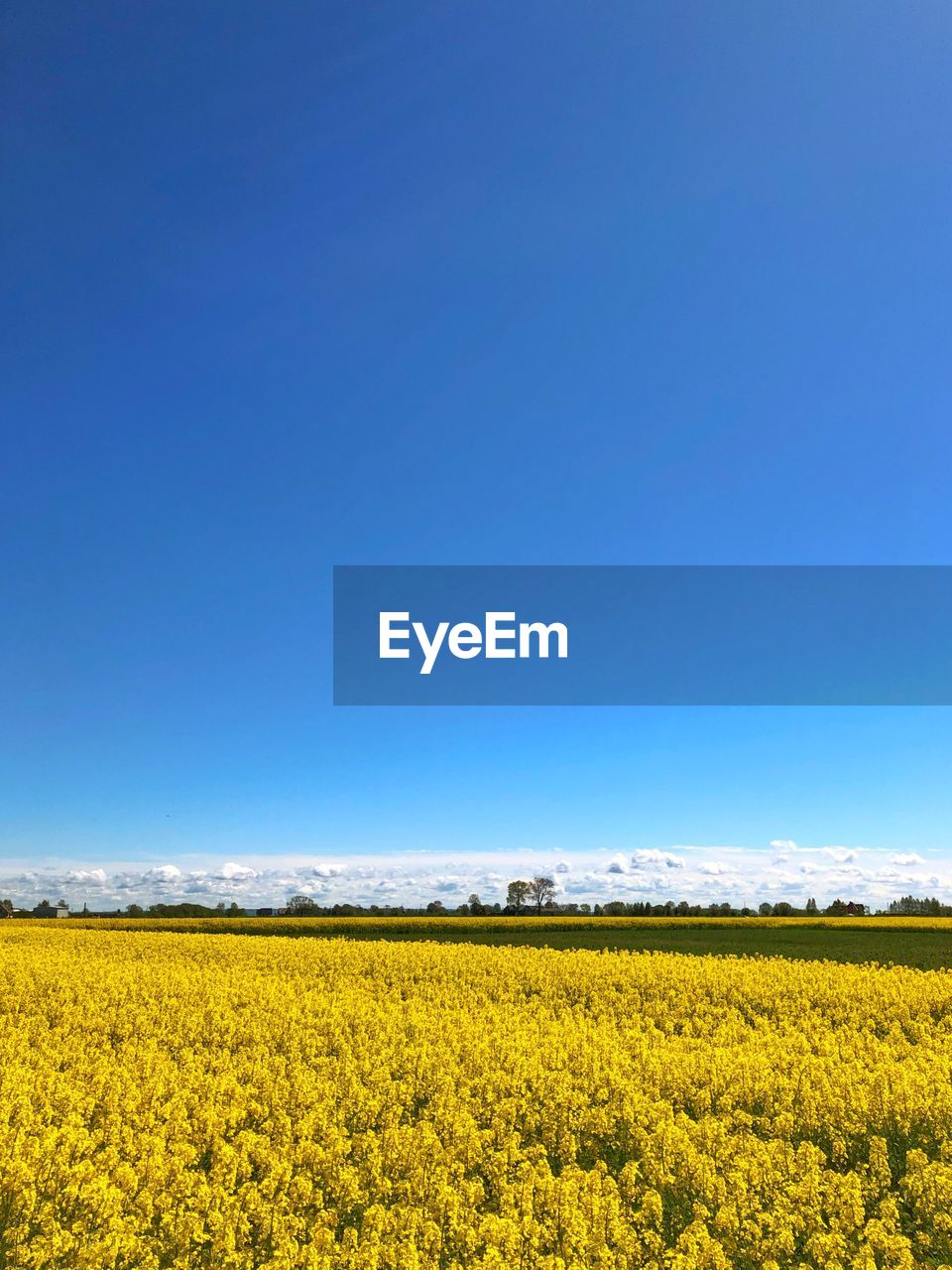 SCENIC VIEW OF YELLOW FLOWERING FIELD AGAINST CLEAR BLUE SKY