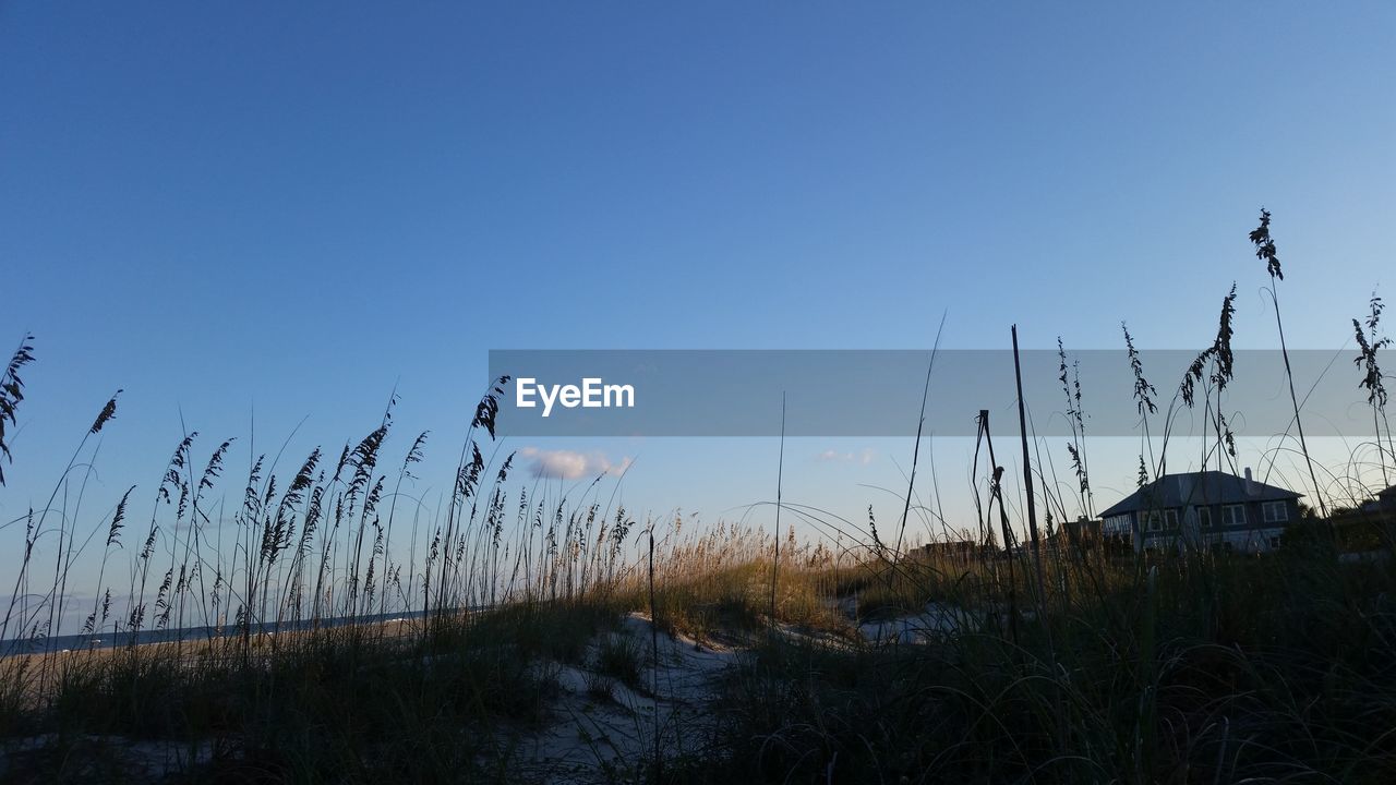 Scenic view of grass against clear blue sky