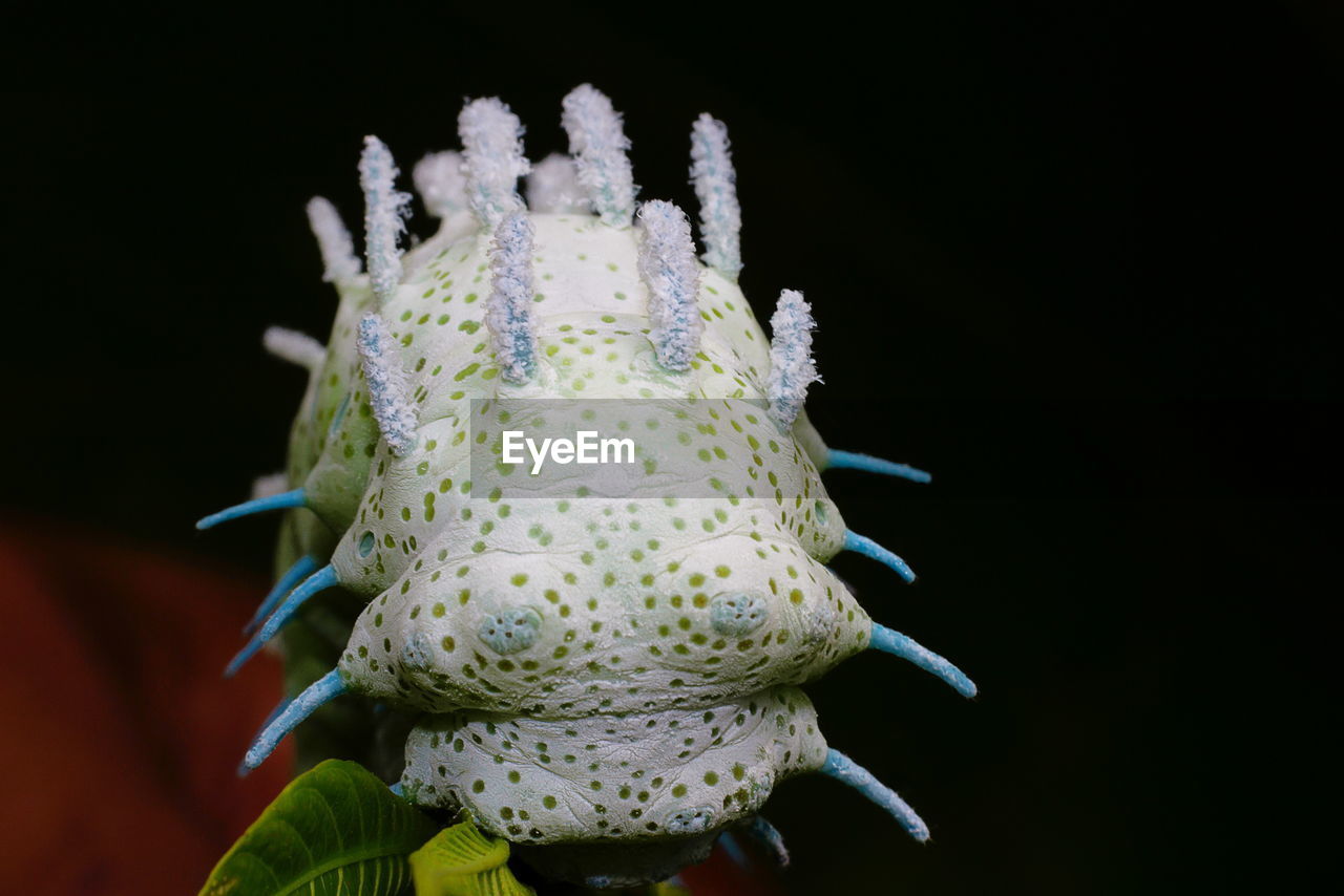 CLOSE-UP OF A BUTTERFLY