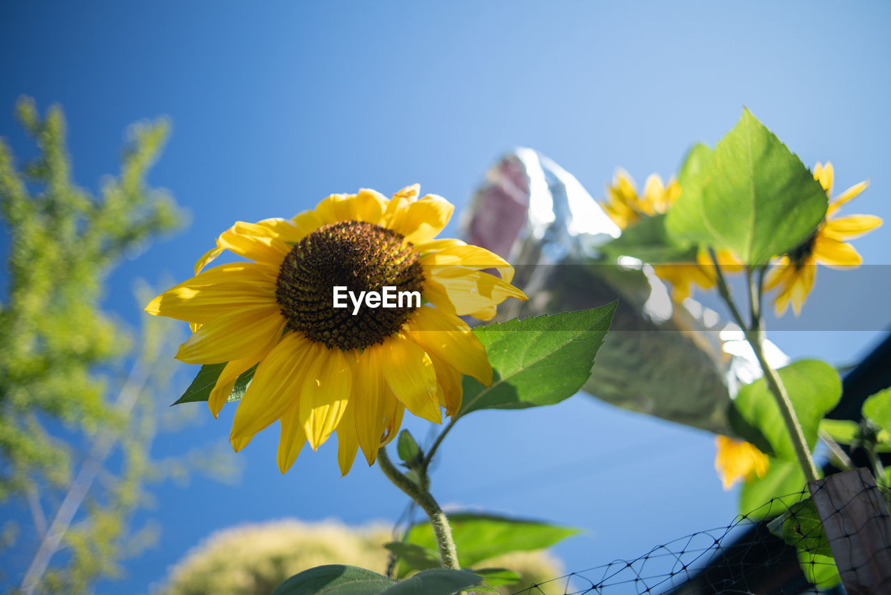 Close-up of yellow flowering plant against sky