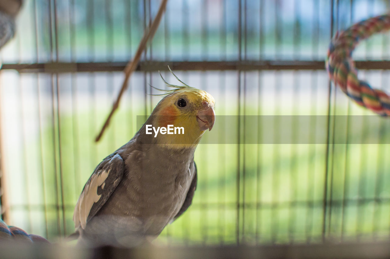 CLOSE-UP OF BIRD IN CAGE