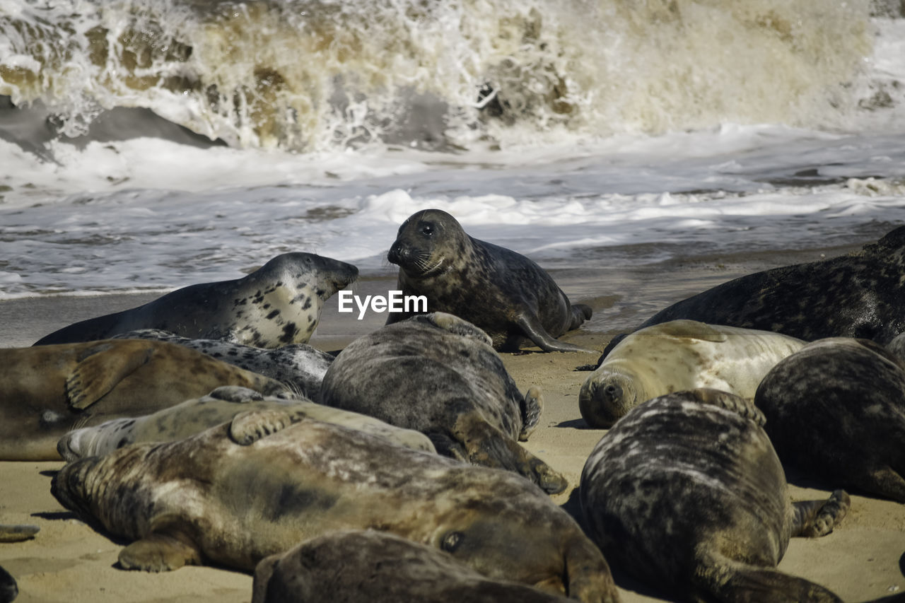 Full frame shot of seals on the beach against backdrop of seashore and breaking waves 0014