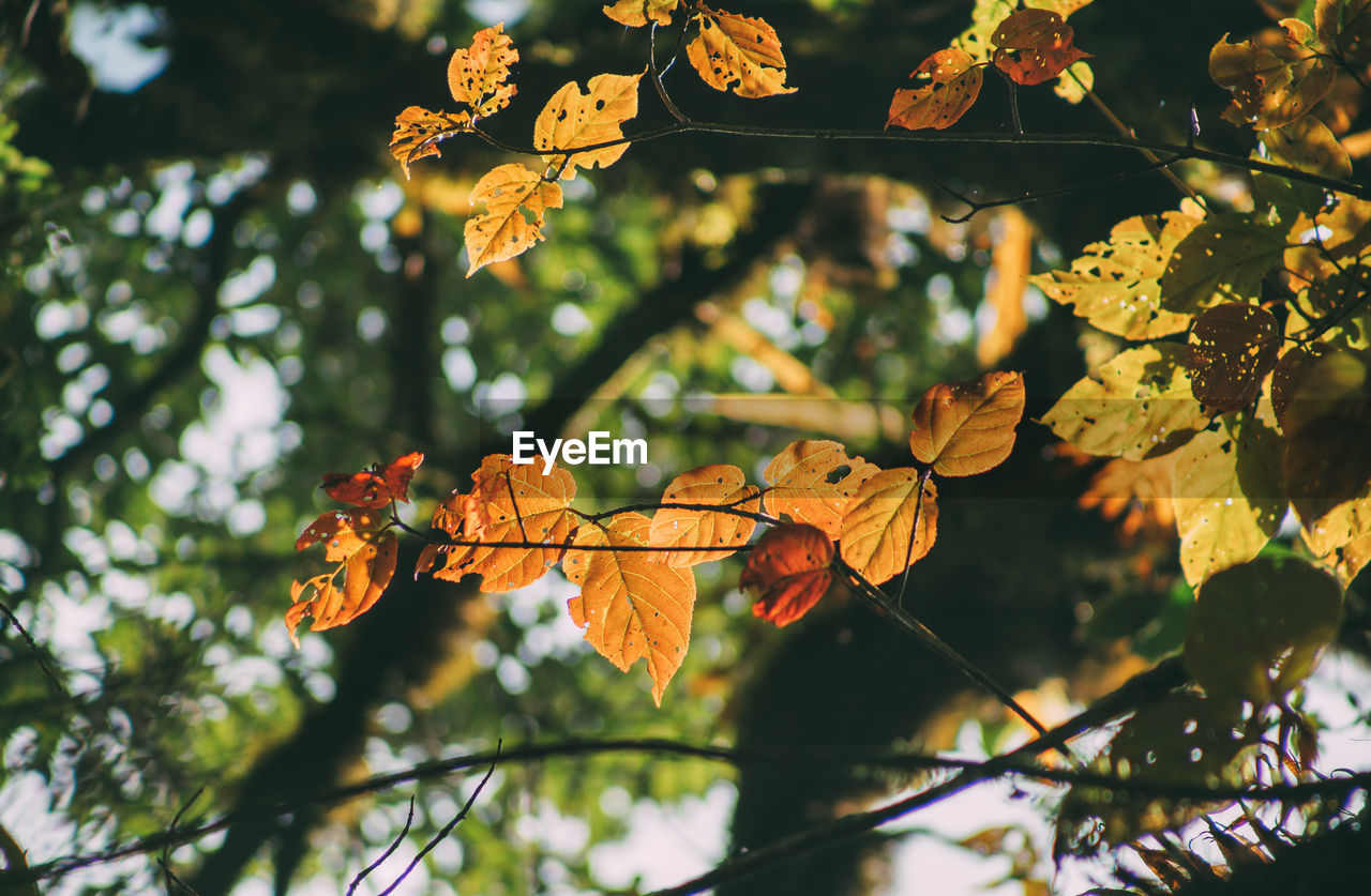 Low angle view of yellow flowering plant