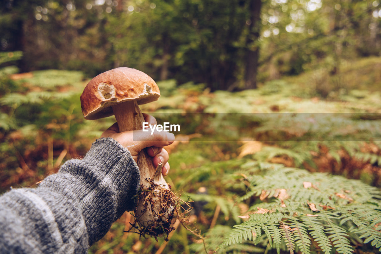 Cropped hand of woman holding mushroom in forest