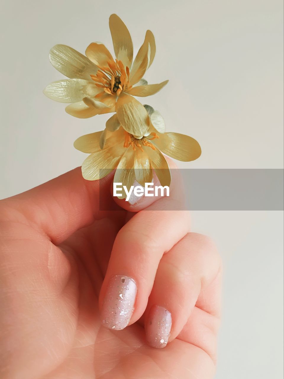 hand, petal, yellow, one person, holding, flower, finger, adult, close-up, women, indoors, pink, flowering plant, nail, plant, nature, studio shot, beauty in nature, lifestyles, freshness, nail polish, orange, fingernail, fragility