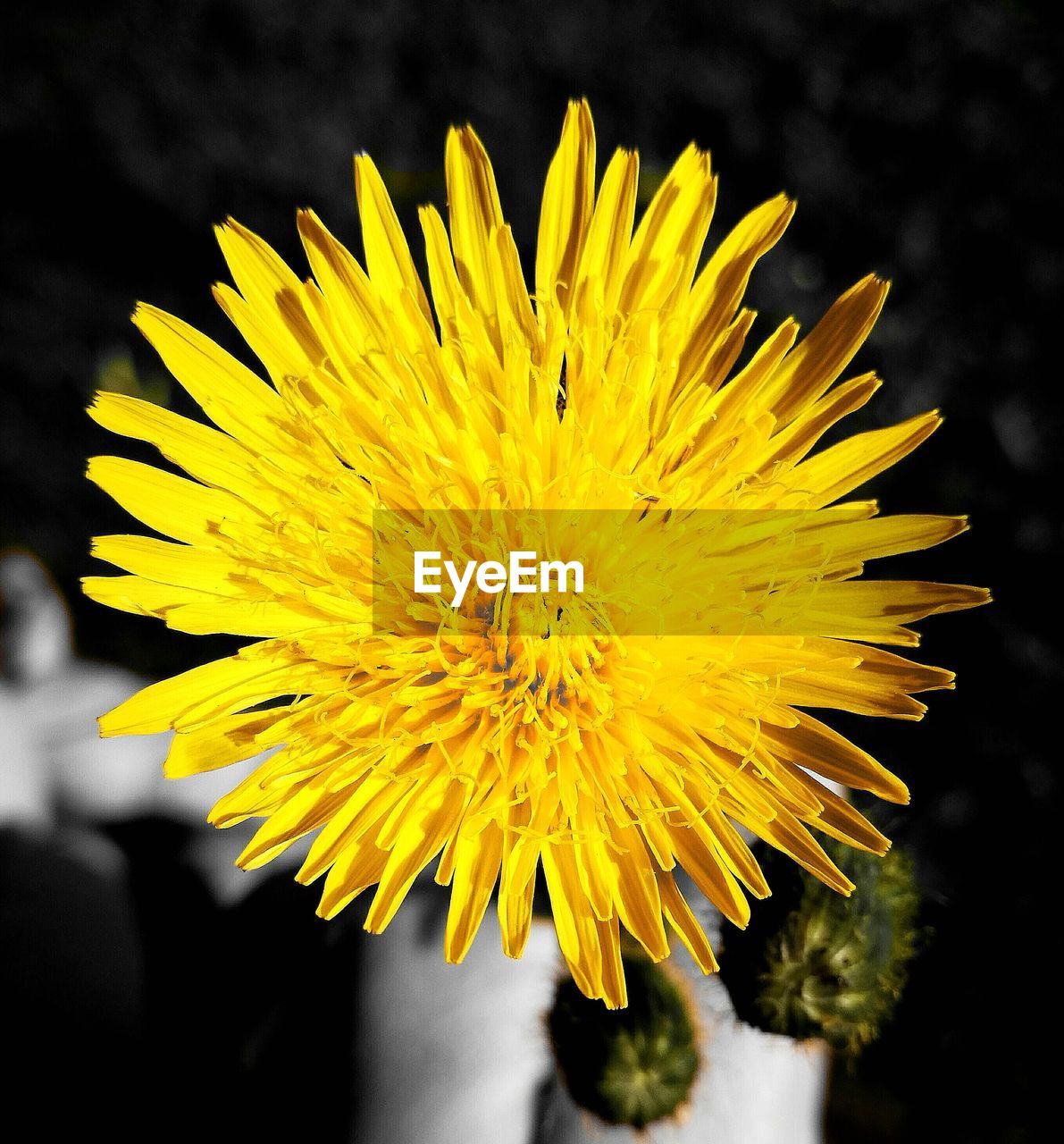 Close-up of yellow dandelion blooming outdoors