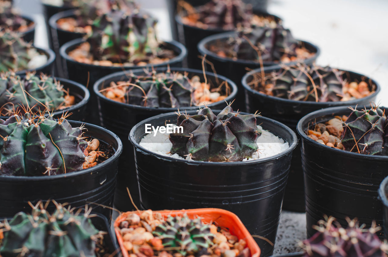 Potted plants for sale at market