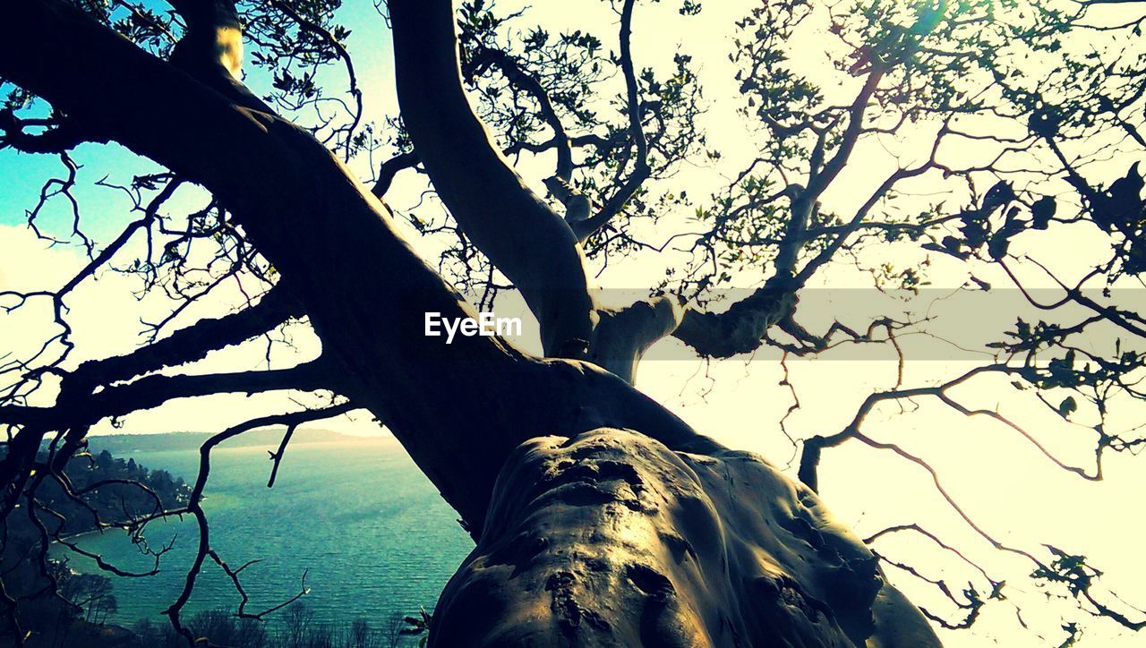 Close-up of bare tree against calm blue sea