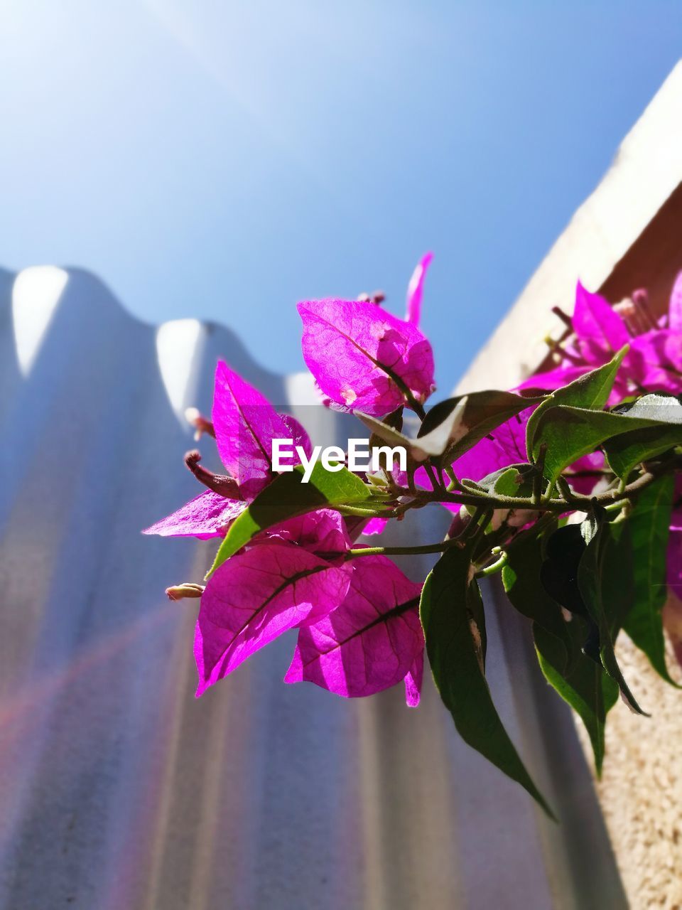 Close-up of pink bougainvillea blooming against sky