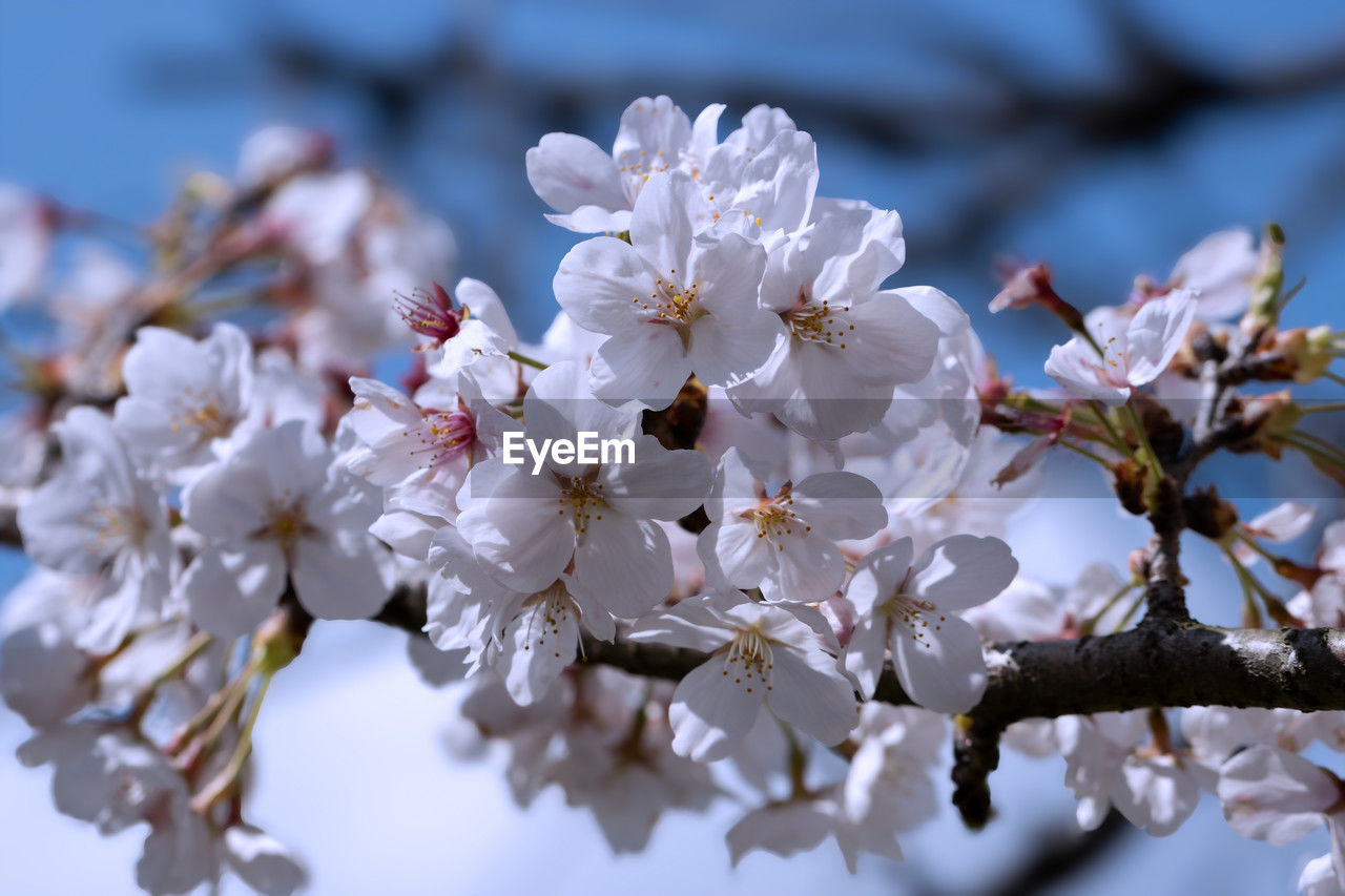 plant, flower, flowering plant, blossom, fragility, freshness, beauty in nature, springtime, tree, growth, nature, branch, close-up, white, cherry blossom, inflorescence, petal, flower head, spring, no people, produce, botany, focus on foreground, twig, macro photography, outdoors, day, fruit tree, pollen, almond tree, food, sky, selective focus, food and drink, cherry tree, pink, stamen, blue, almond, agriculture
