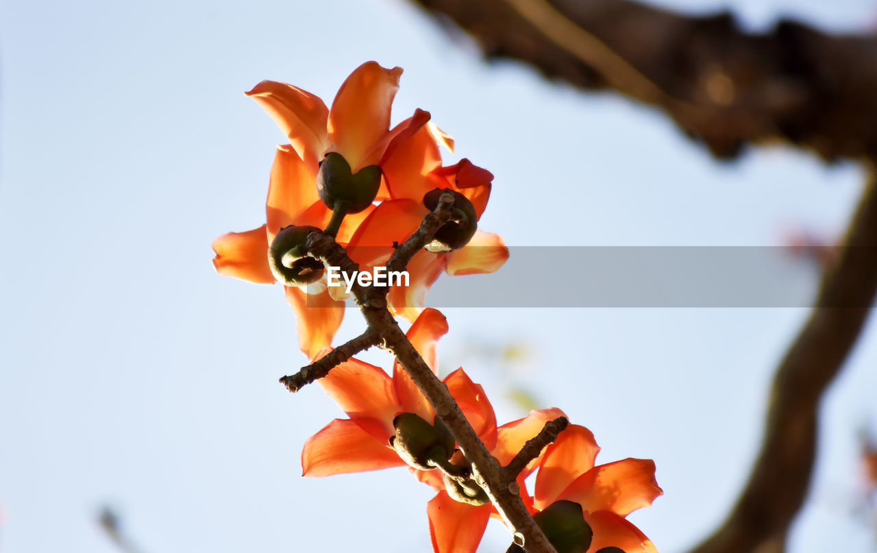 flower, plant, leaf, nature, macro photography, beauty in nature, spring, close-up, yellow, tree, autumn, orange color, no people, branch, red, growth, blossom, flowering plant, plant part, outdoors, sky, freshness, focus on foreground, day, fruit, fragility, petal, low angle view