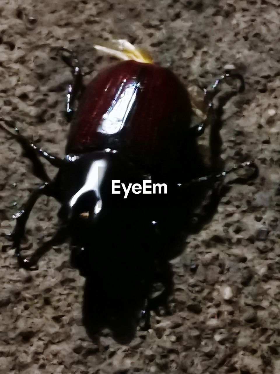 HIGH ANGLE VIEW OF INSECT ON WATER