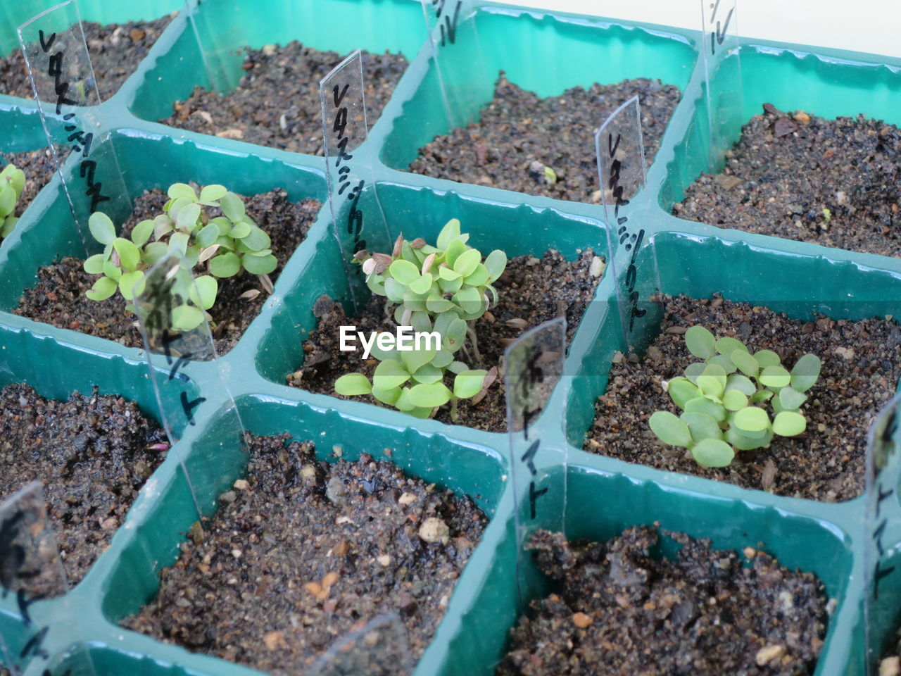 High angle view of seedlings in plug tray