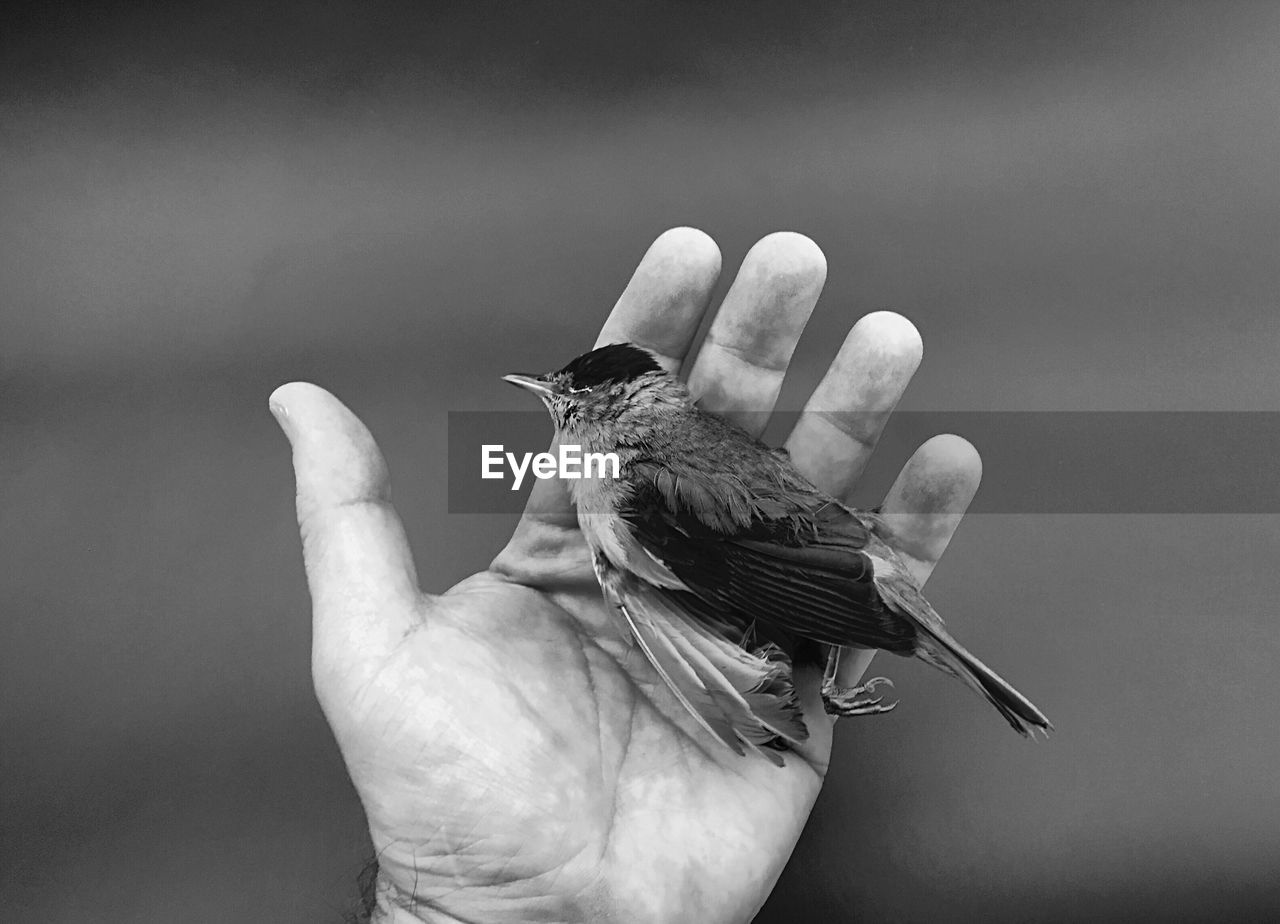 Cropped hand of man holding dead bird