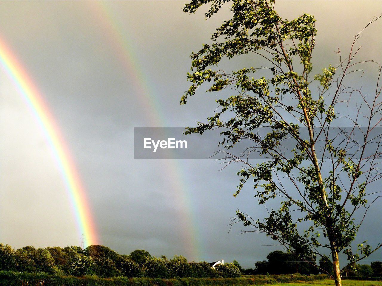 Tree growing on field against double rainbow