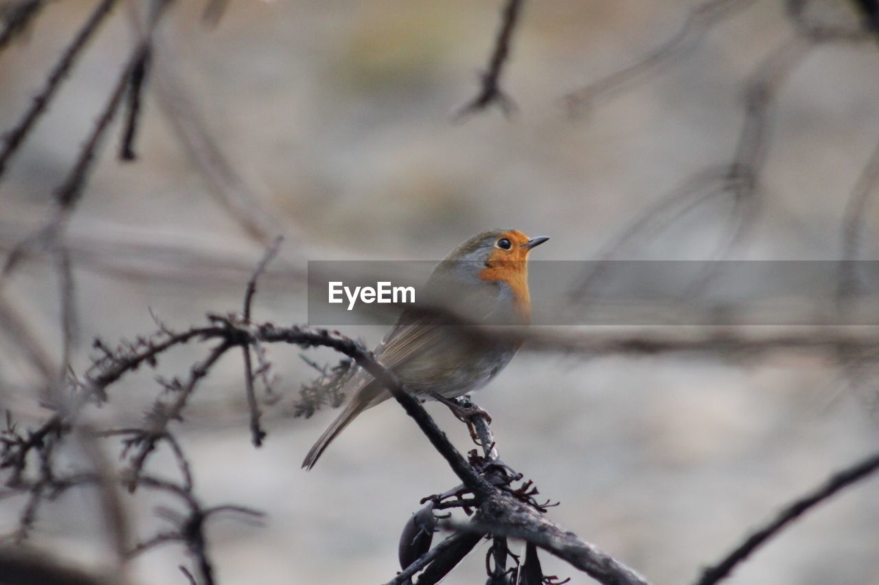 CLOSE-UP OF BIRD PERCHING ON TREE BRANCH