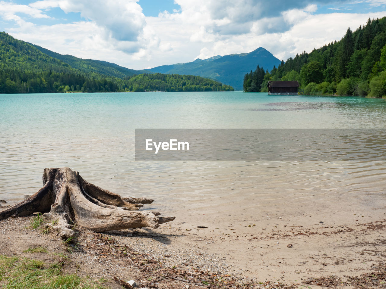 Alps lake walchensee. beach with dead tree stump, boathouse on opposite bank and herzogstand  peak