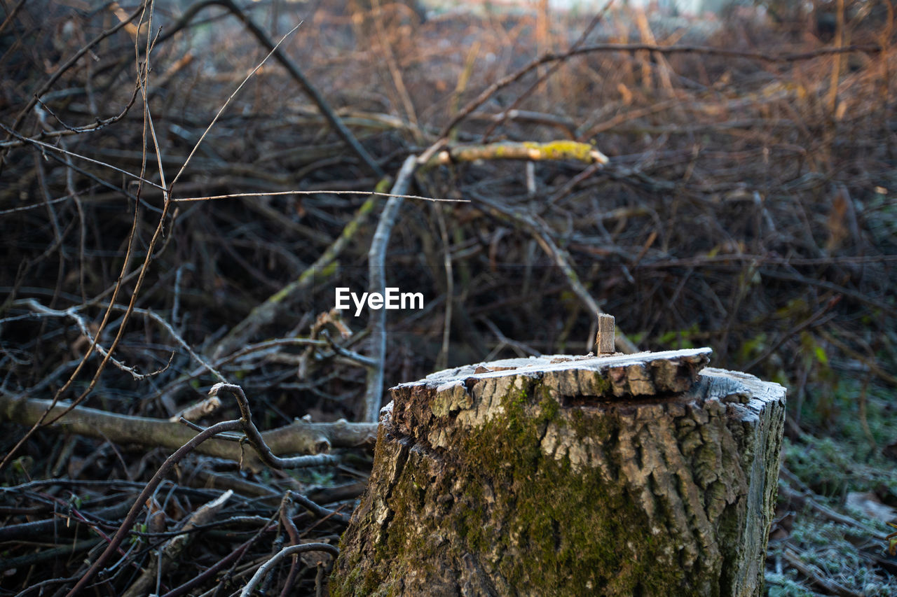 close-up of wooden post