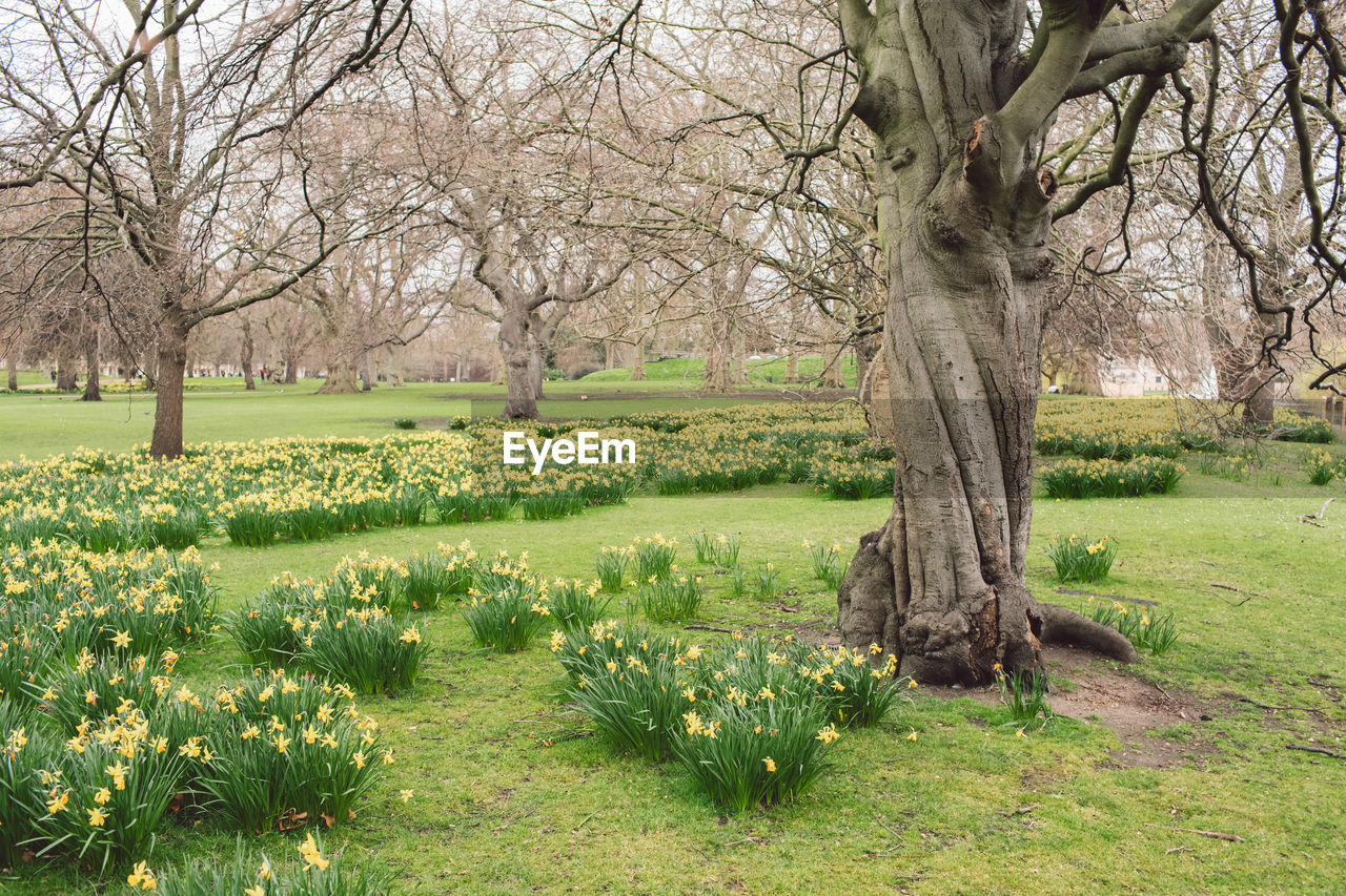 trees on field in park