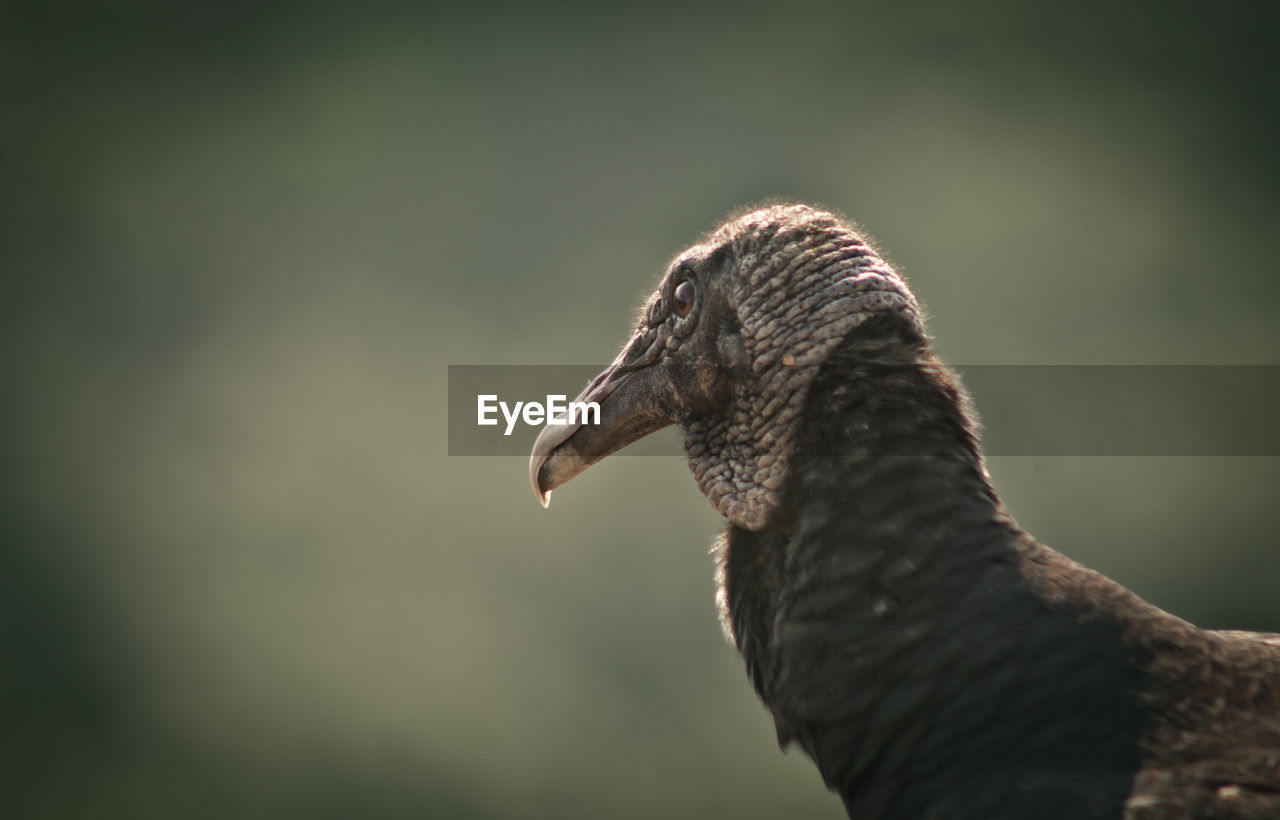 Close-up of vulture on sunny day