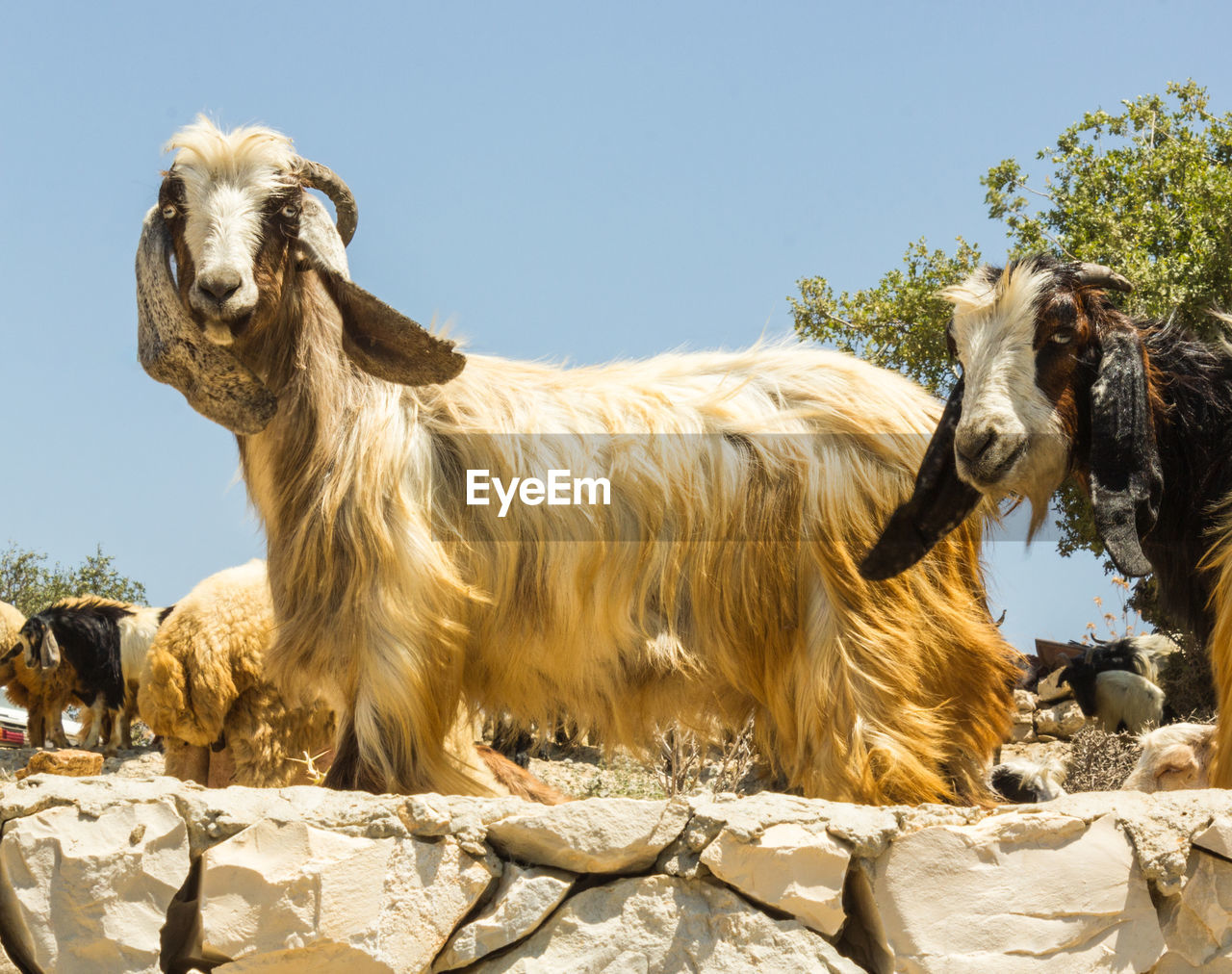 View of a goat against the sky