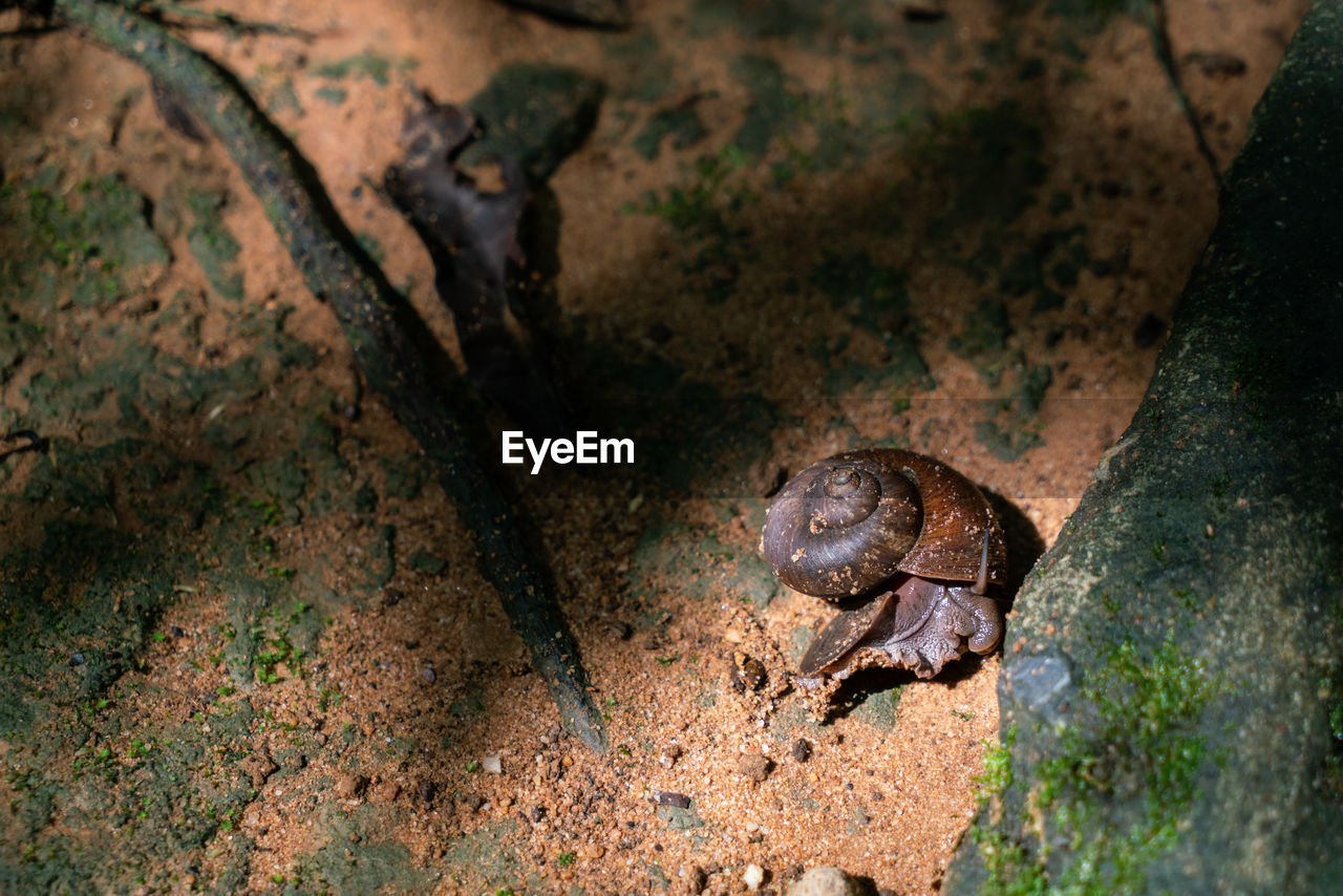 HIGH ANGLE VIEW OF TURTLE