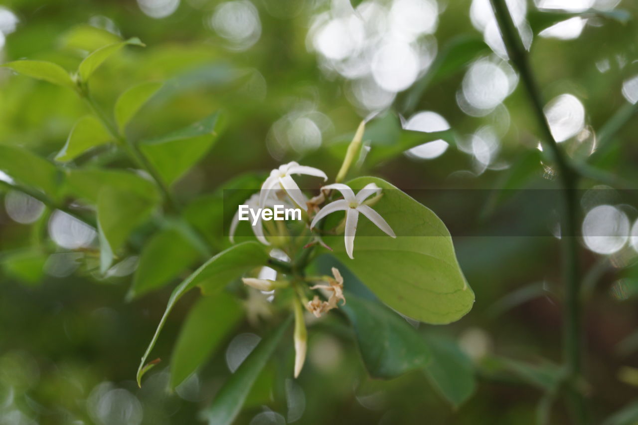 CLOSE-UP OF PLANT GROWING ON PLANT