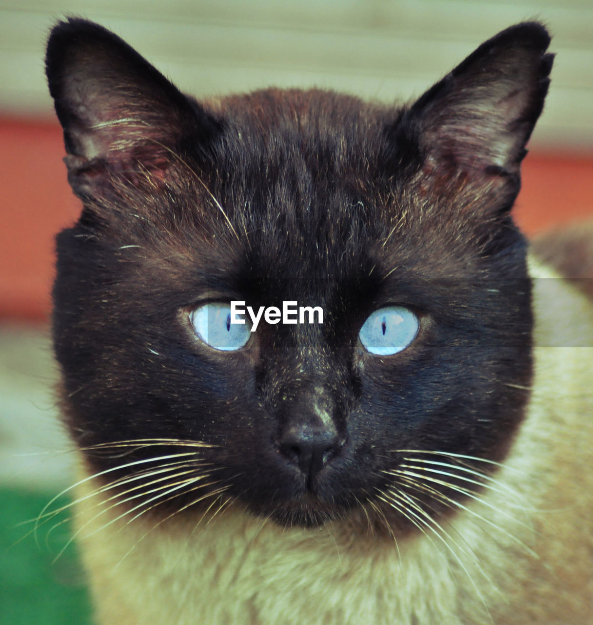 cat, pet, animal themes, animal, mammal, one animal, domestic animals, domestic cat, feline, whiskers, close-up, black cat, animal body part, black, felidae, portrait, looking at camera, small to medium-sized cats, eye, nose, animal head, blue eyes, no people, carnivore, animal eye, animal hair, focus on foreground, tonkinese, snout