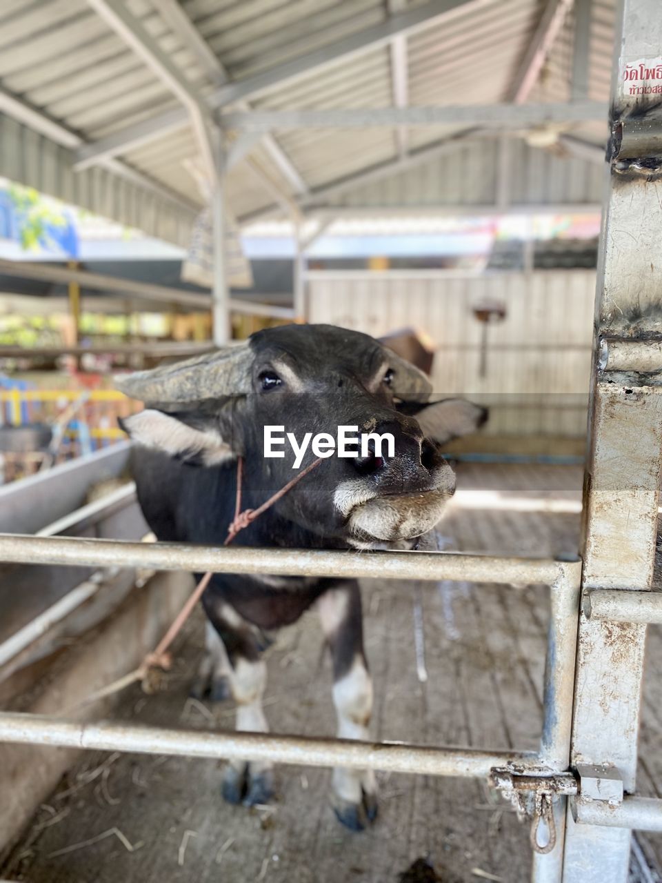 close-up of cow in pen