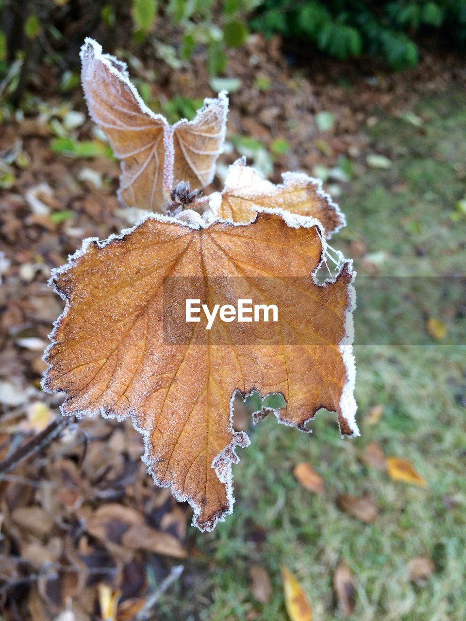 CLOSE-UP OF AUTUMN LEAVES