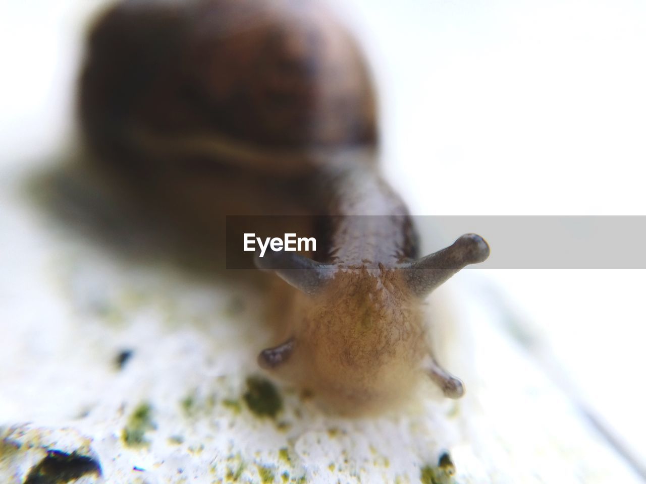 CLOSE-UP OF AN ANIMAL ON WHITE SURFACE