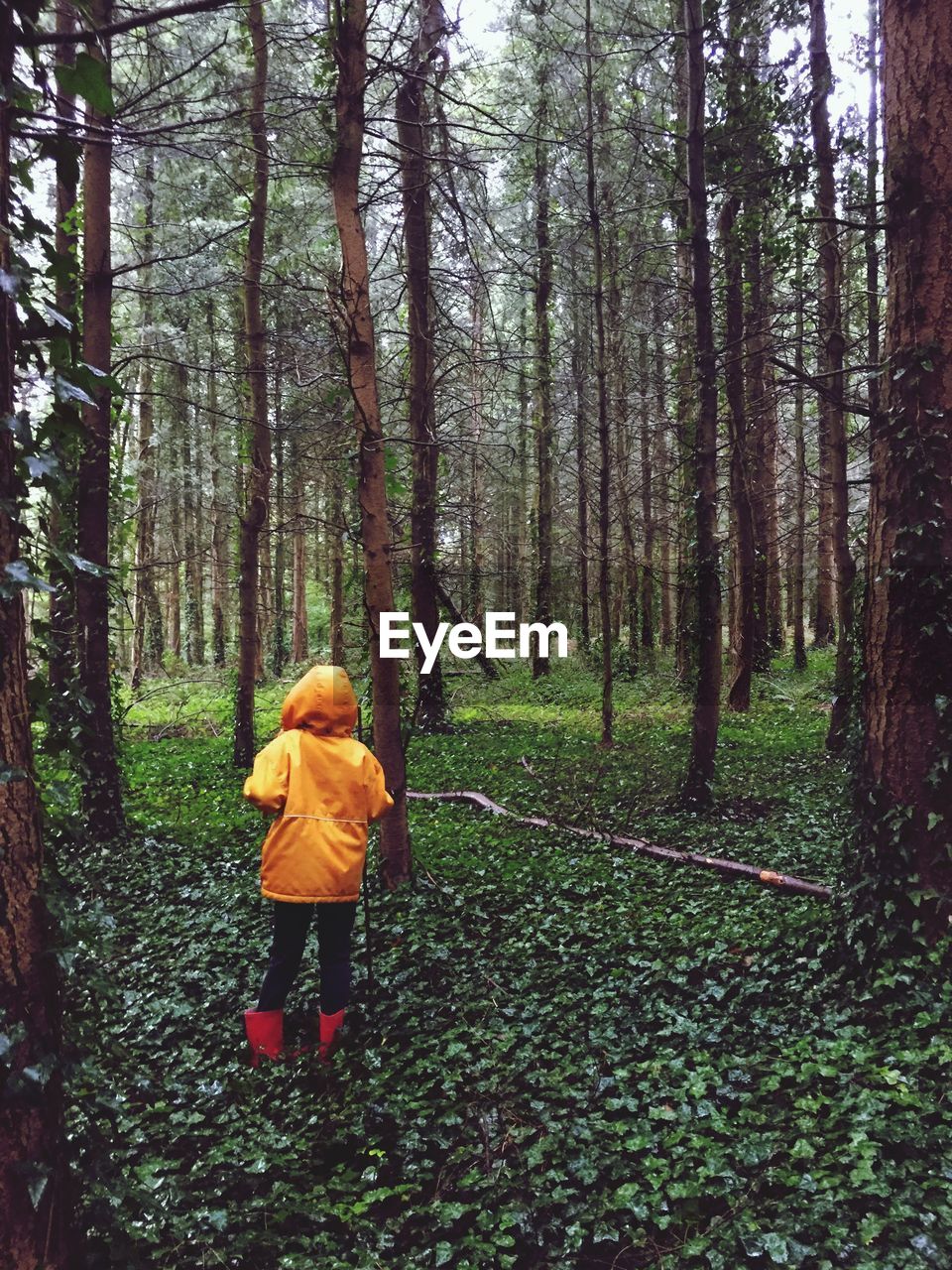 Rear view of person standing in forest