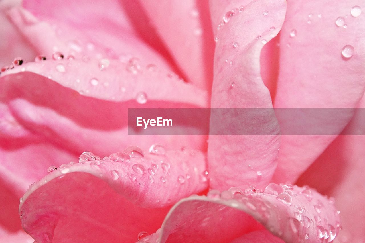 Close-up of raindrops on pink rose flower