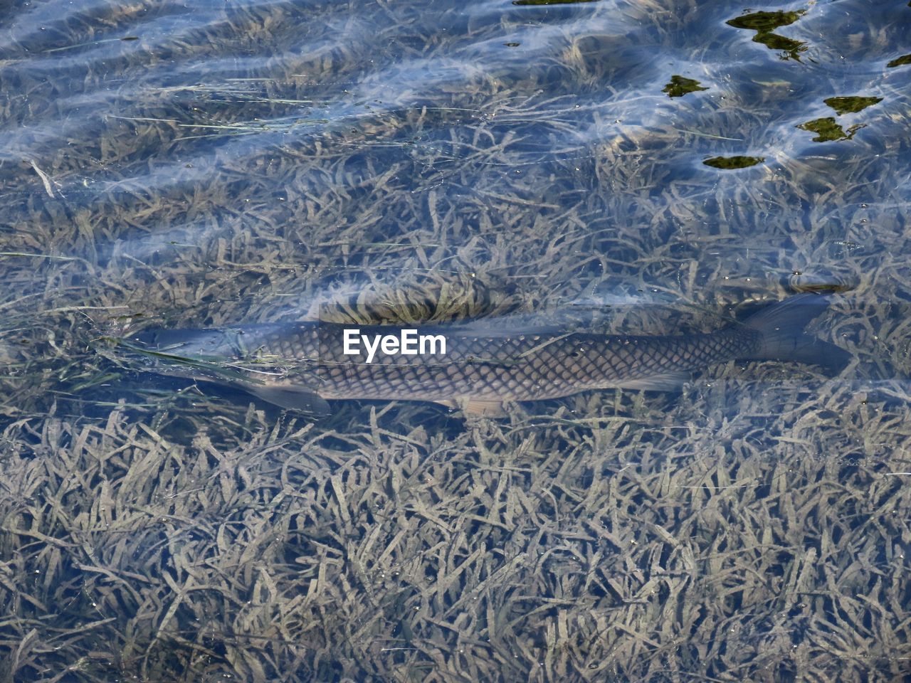 HIGH ANGLE VIEW OF FISH SWIMMING