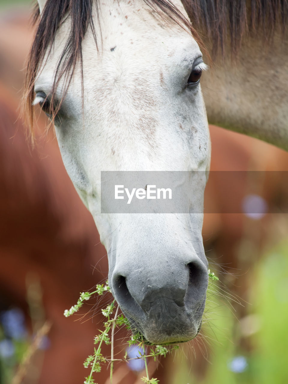 Close-up portrait of horse