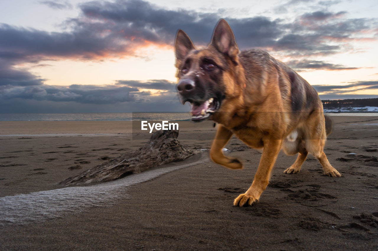 dog, canine, animal, animal themes, pet, one animal, domestic animals, mammal, beach, land, sky, sea, sand, cloud, water, nature, motion, german shepherd, sunset, facial expression, running, happiness, no people, summer, horizon, beauty in nature, outdoors, portrait