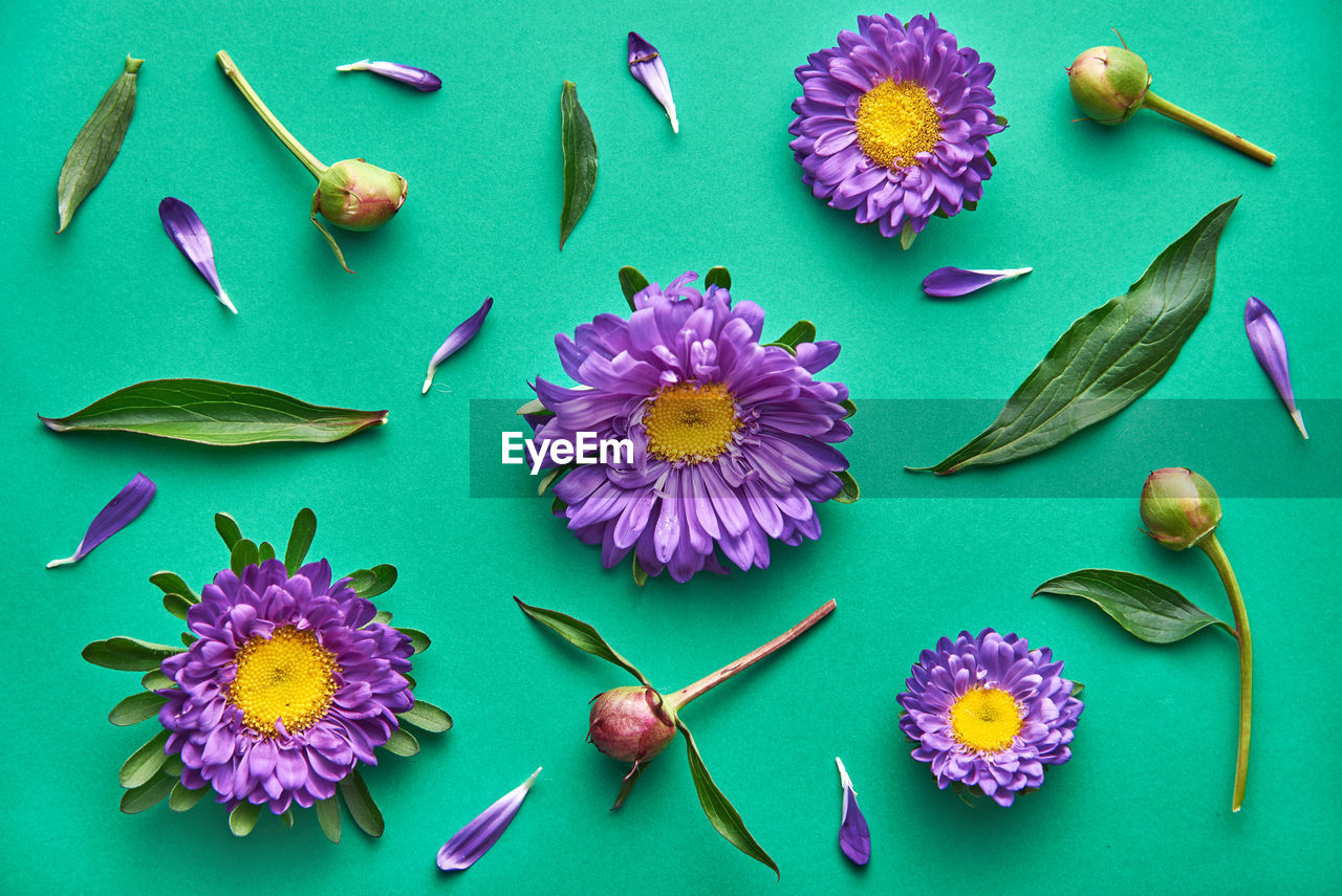 Purple daisy flower pattern on a green background. top view