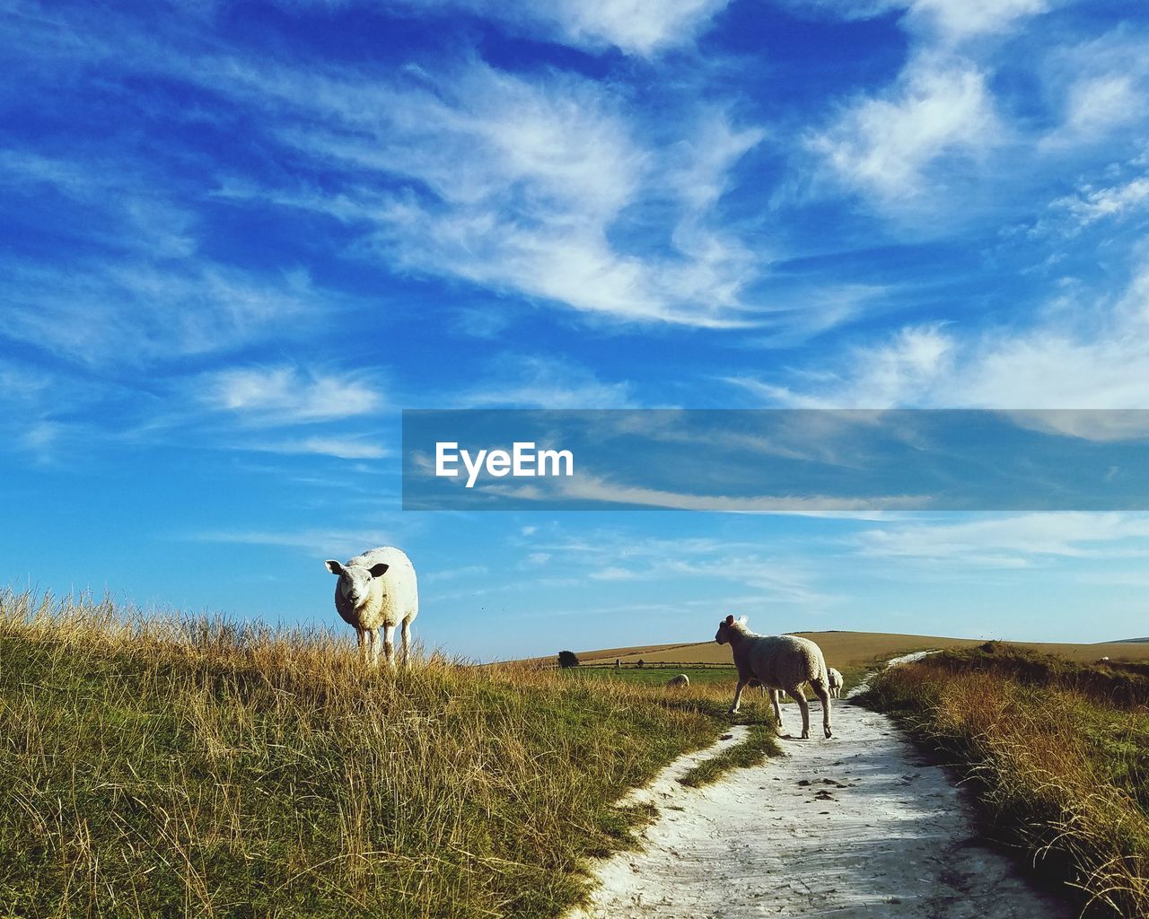 COWS GRAZING IN FIELD AGAINST SKY