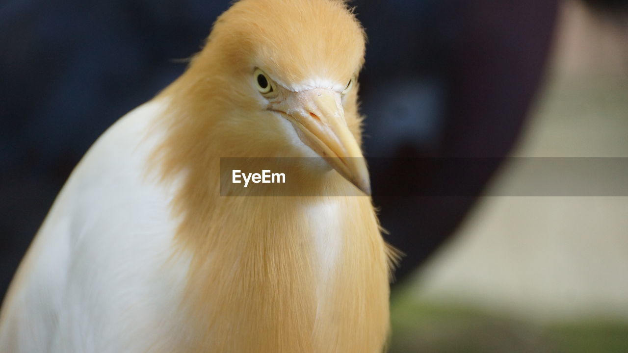 CLOSE-UP OF WHITE BIRD