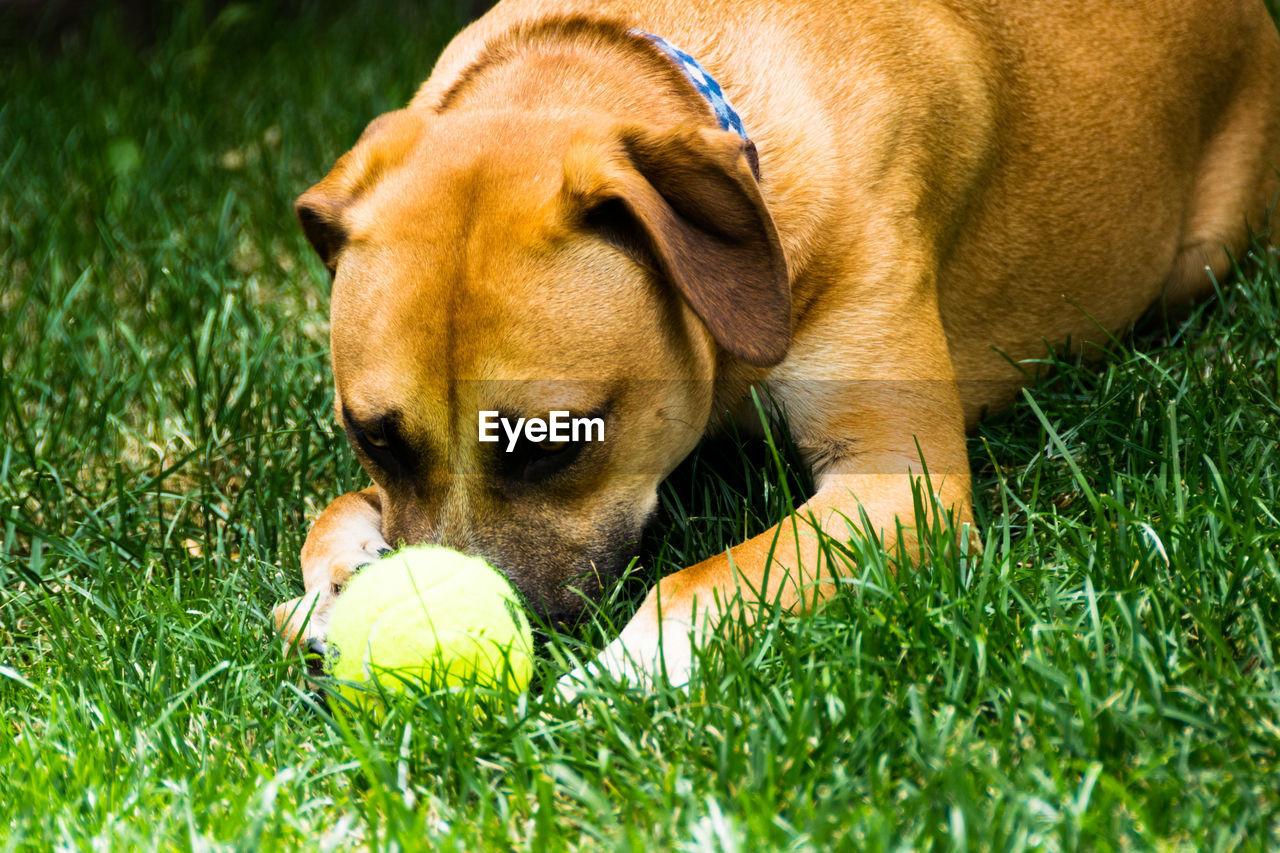 A coy puppy waiting behind his ball for a fun game of fetch